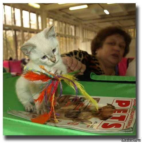 Да погодите же со своими игрушками, дайте журнал почитать!