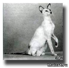 сиамская кошка
