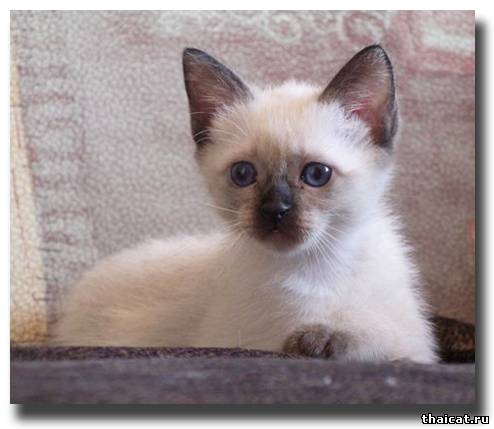 тайский котенок