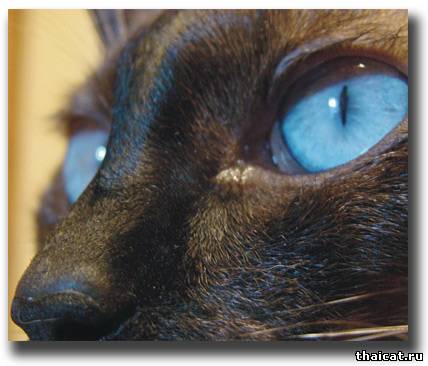 Сиамские кошки: откуда крючки на хвостах?