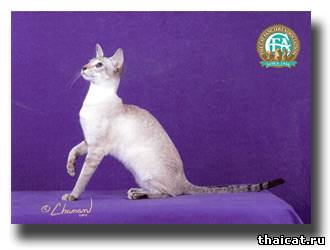 колорпойнт короткошерстный