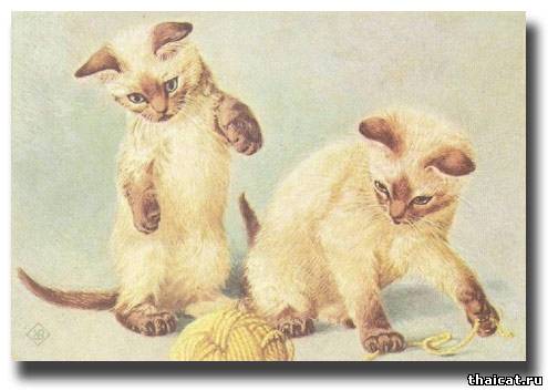 сиамские котята