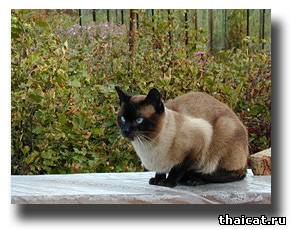 тайская кошка