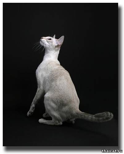 сиамская кошка окраса карамел-тэбби-пойнт