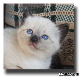 тайский котенок окраса сил-пойнт