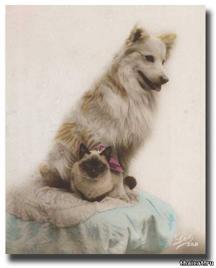 сиамская кошка и собака