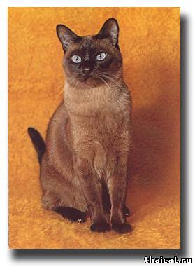 тонкинский котик