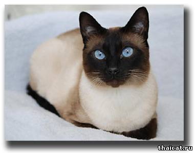 голубоглазый сиамец