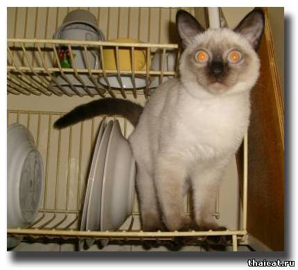 Главная по тарелочкам