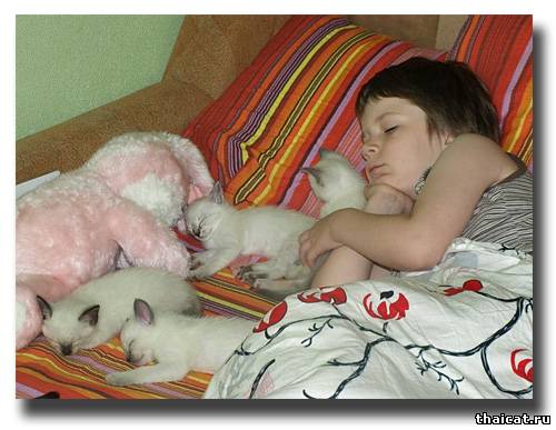 Спят усталые котята