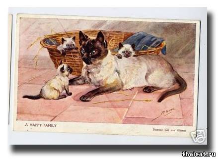 сиамская кошка с котятами
