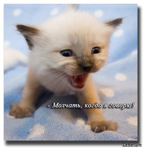 - Молчать, когда я говорю!