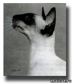 профиль сиамской кошки