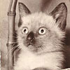 Винтажные открытки с сиамскими кошками