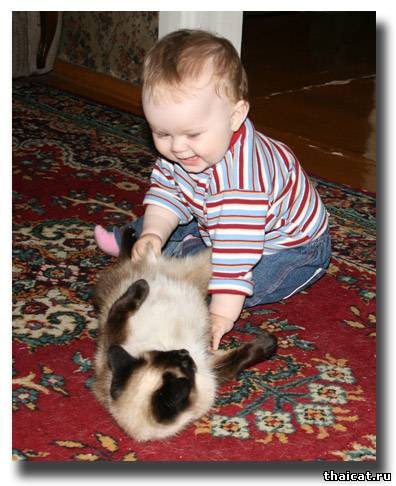 тайская кошка и ребенок