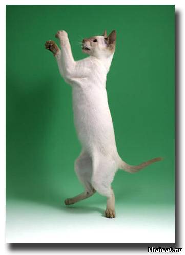 сиамская кошка окраса синамон-пойнт