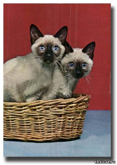 сиамские котята в корзинке