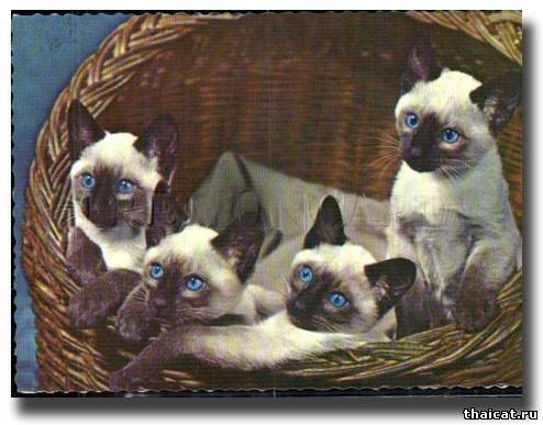 сиамские котята