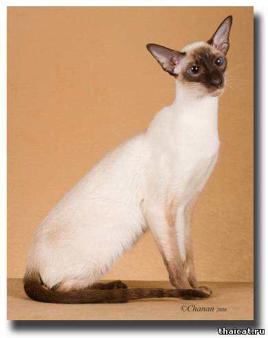 сиамская кошка окраса шоколад-пойнт