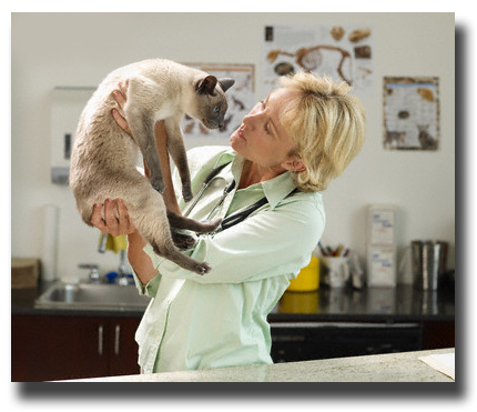 Тайская кошка на приеме у ветеринара