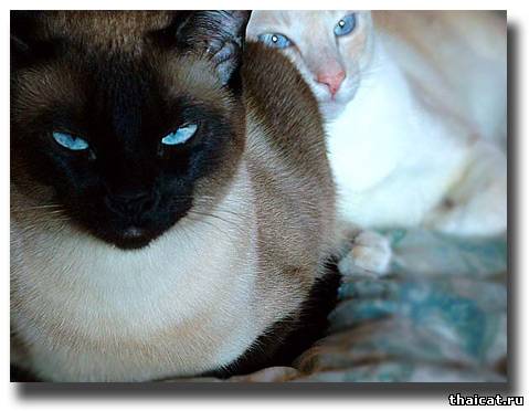 кошечка Лили