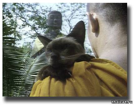 тайская кошка и тайский монах