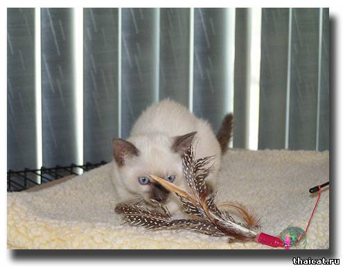тайский котенок окраса шоколад-пойнт