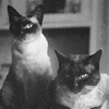 Фото архив сиамских кошек: 50-е гг. 3 часть