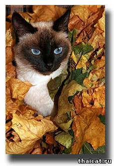 тайская кошка и осень