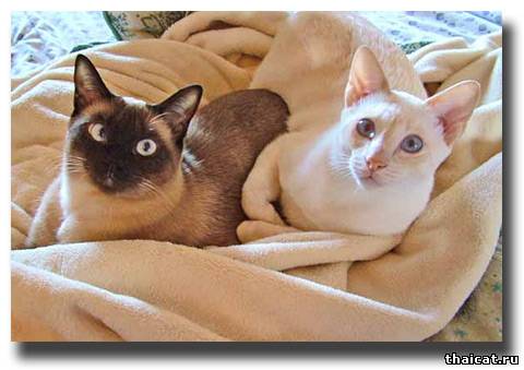 сиамские кошки Таши Паркинсон