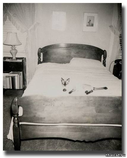 сиамский котик в постели