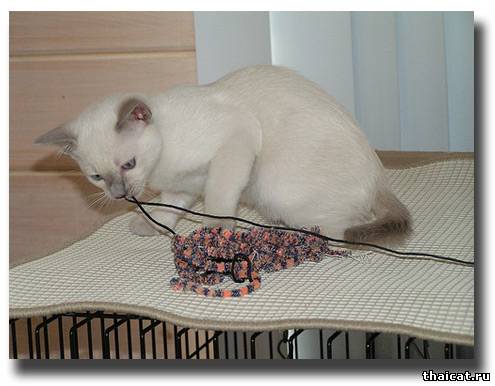 тайский котенок окраса лайлак-пойнт