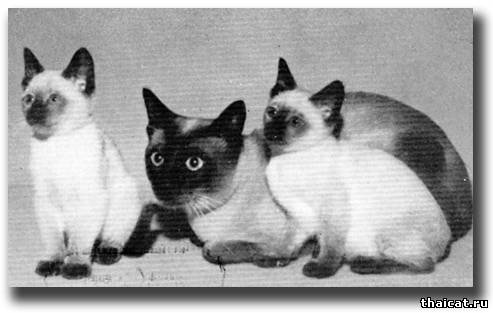 сиамская кошка с котятами