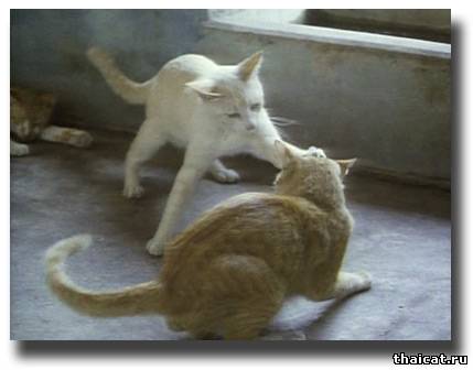тайская кошка окраса крем-пойнт
