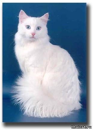 турецкая ангорская кошка