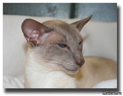сиамская кошка окраса карамель-пойнт