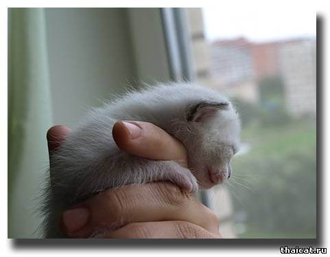 тайский котенок