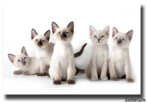 тайские котята