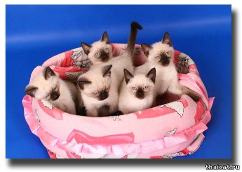 тайские котята