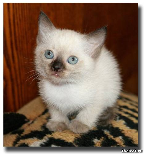 тайский котенок