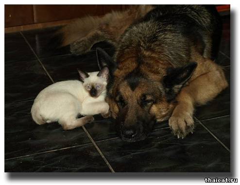 тайский котенок и овчарка
