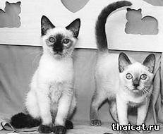 тайские котята