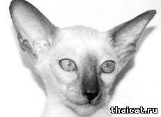 сиамский котенок