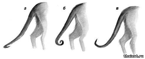 Изломы хвостов у сиамских кошек
