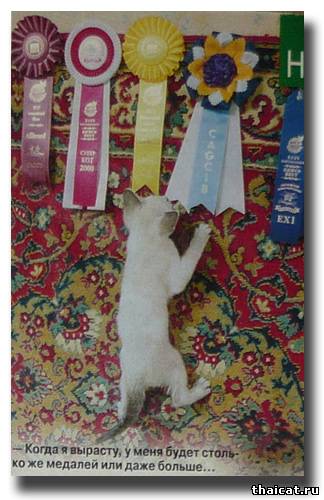 тайский котенок