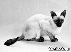 сиамская кошка