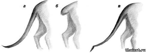 хвосты сиамских кошек