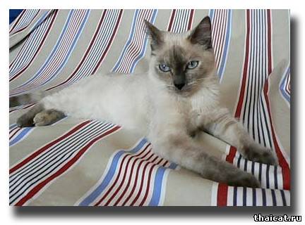 тайская кошечка