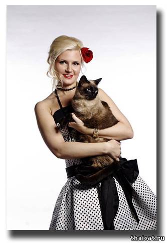 тайский кот