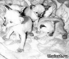 сиамские котята